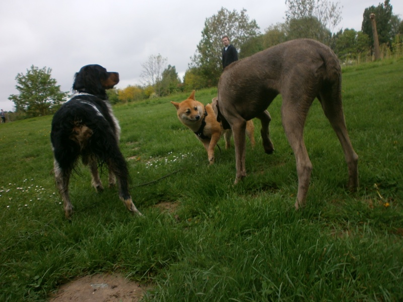 Balades canines en Nord (59)/Pas de Calais (62) - Boulogne-sur-Mer, Calais et Lille - Page 6 P4270313