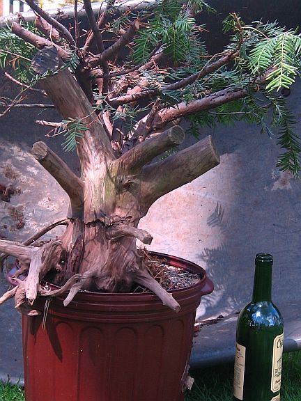 A deadwood yew Attach11