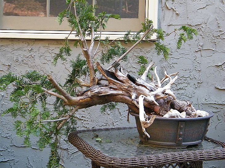 A deadwood yew Attach12