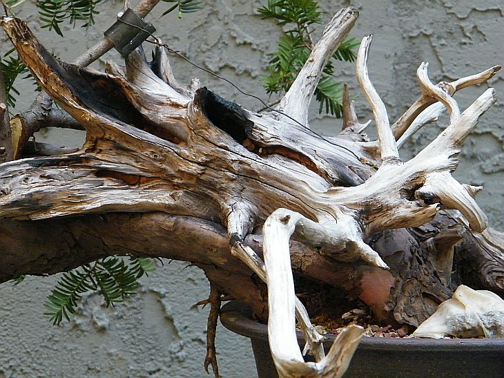 A deadwood yew Attach13