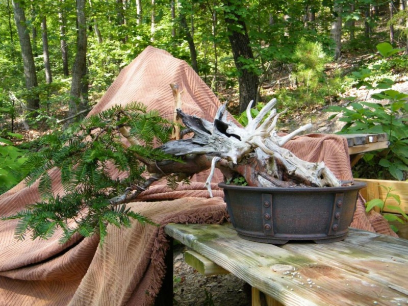 A deadwood yew Attach17