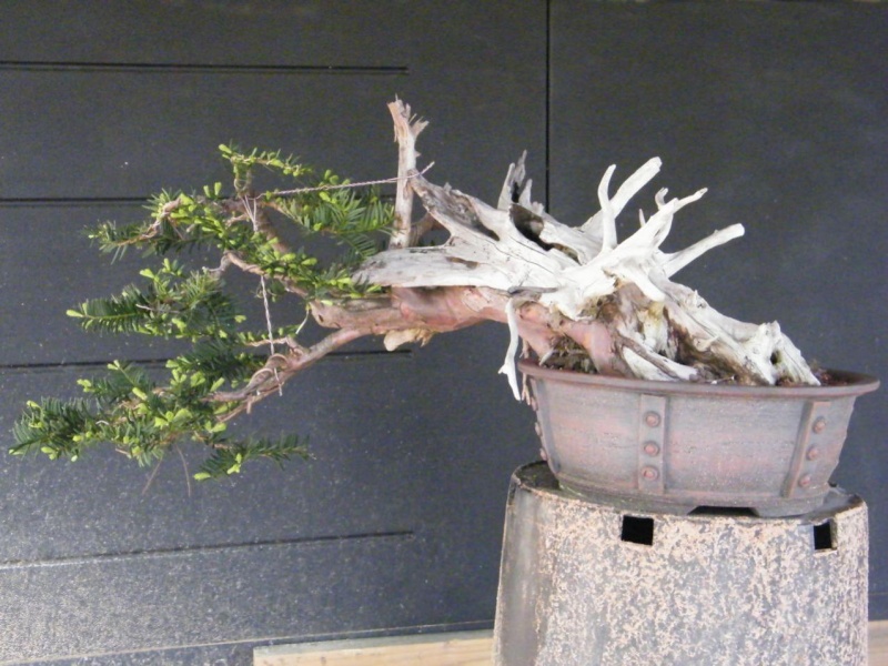 A deadwood yew Attach18
