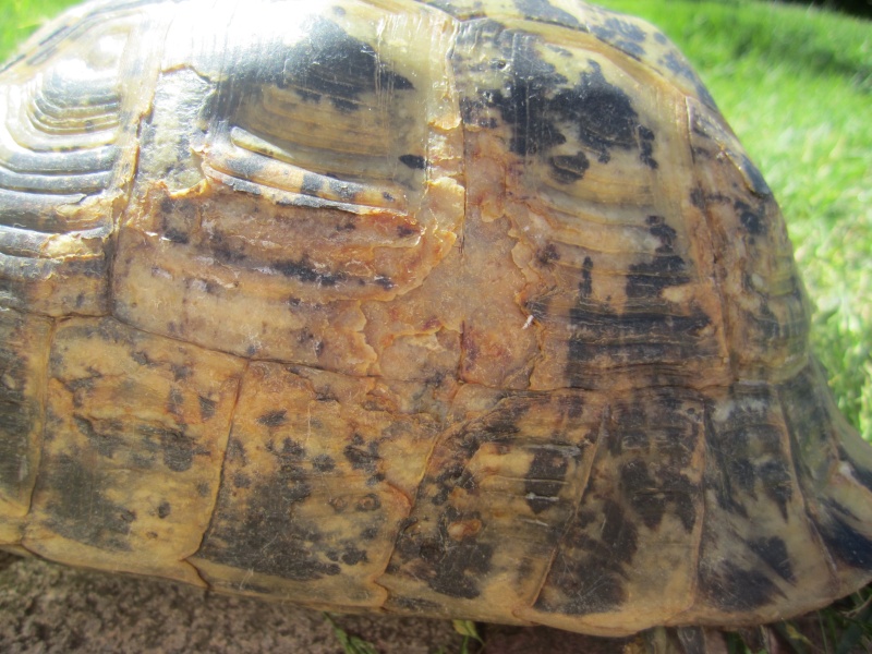 tortue graeca graeca ou graeca iberia Img_4517