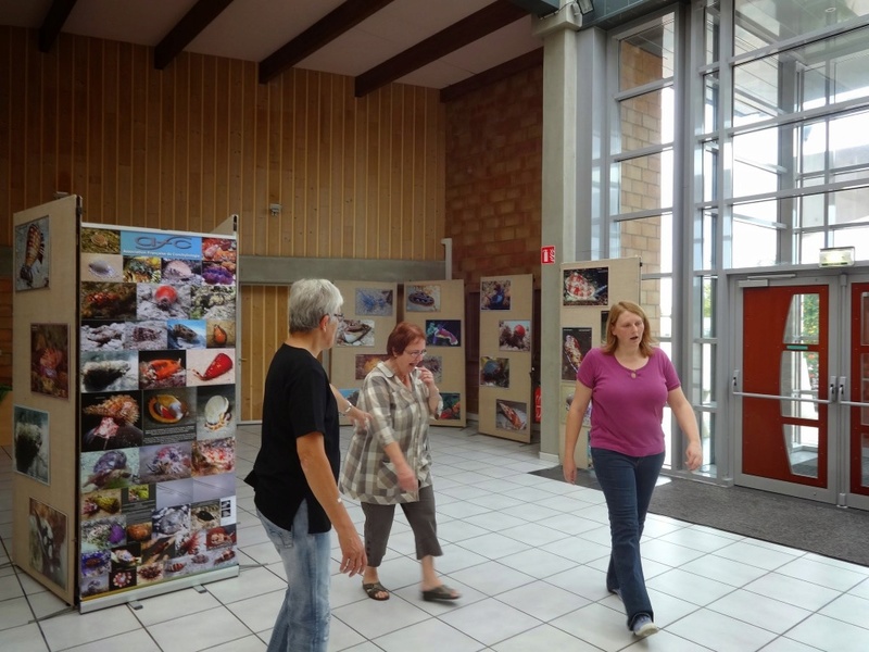 Création d un musée de la coquille 021-0010