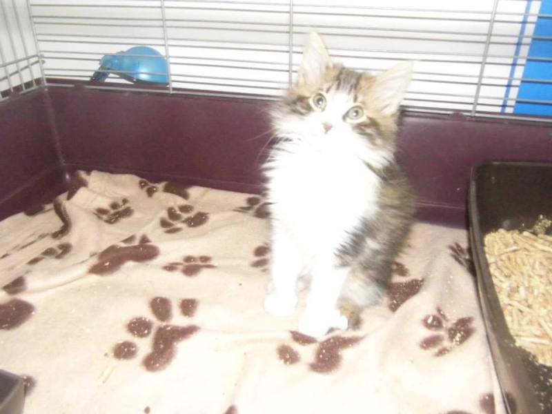  Adopter Icare chaton tabby et blanc poil long 2mois /13 chateki04 14521810