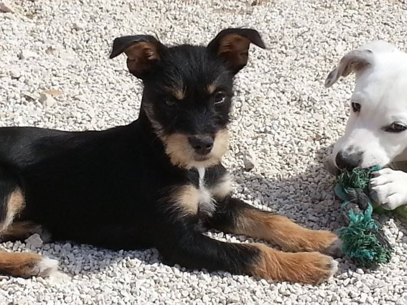  adoptée Jade  york x pinscher 2mois et demi Chateki04  17975010