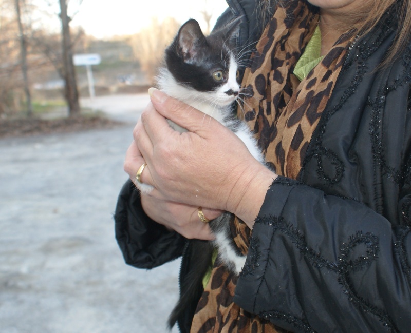 adopter Jazzy chatonne noire et blanche 3 mois chateki04 Adopti13