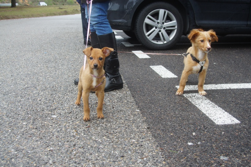 MIA - Chiot Femelle X Papillon - 4 mois - en FA 13 - Asso CHATEKI Chaton52