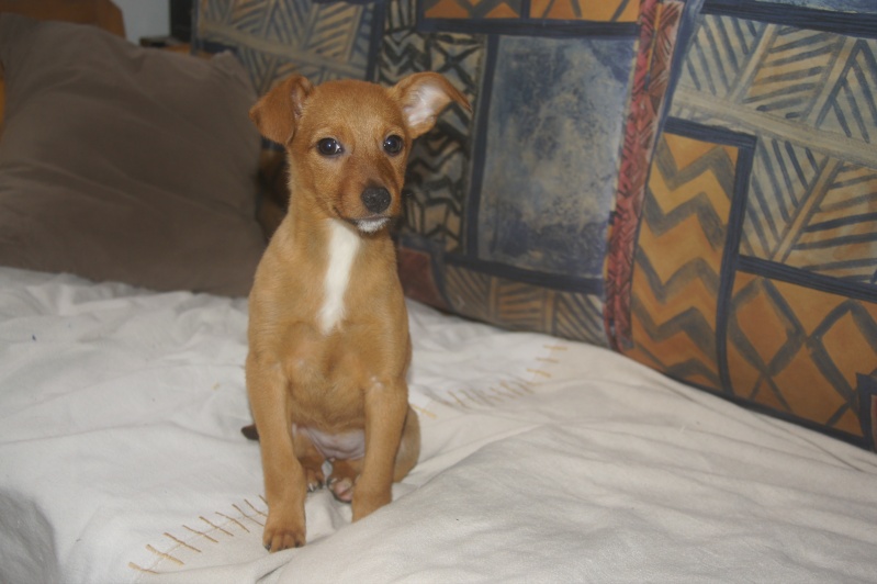 ADOPTEE Luna chiot femelle x pinsher 3mois chateki04 paca Chaton56