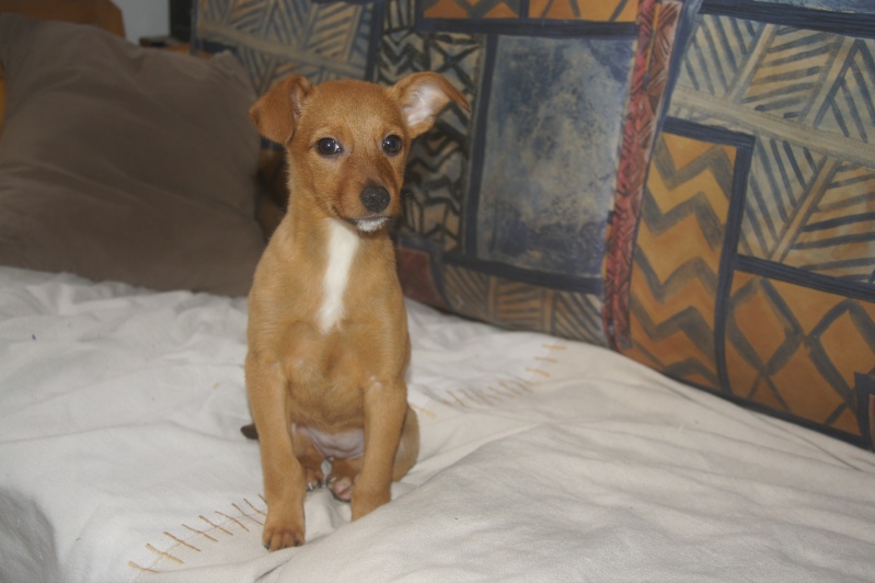  adoptée Luna chiot femelle x pinsher 3mois chateki04 Chaton56