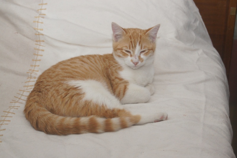  Adoptée Ismene petite femelle rousse et blanche ,Iota chaton blanc et roux dcd,idol chaton roux dcd 2mois chateki04 - Page 2 Chats_19