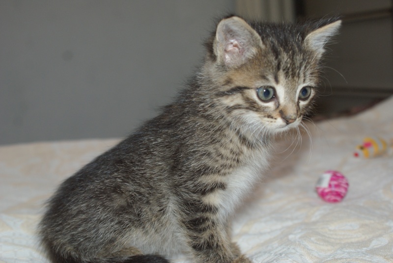  adoptés 3 chatons de 6 semaines chateki04  Chatte18