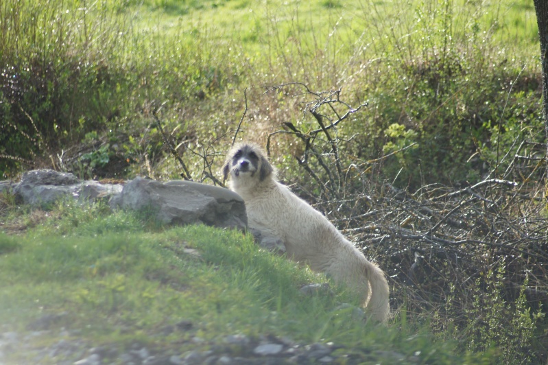 Trouver "errante" chiot femelle montagne des pyrennées 04  Chienn18