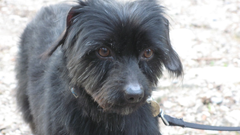  Adopter Yemen York x caniche 4ans chateki04 Img_0212