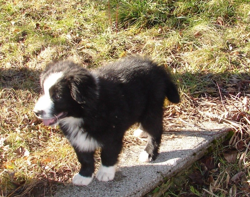 (adopté) Inouk chiot border collie X berger australien 3mois  chateki04 Photos11