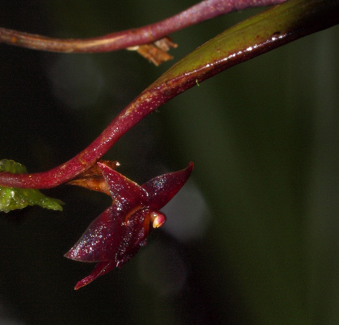 Octomeria sarthouae 00814