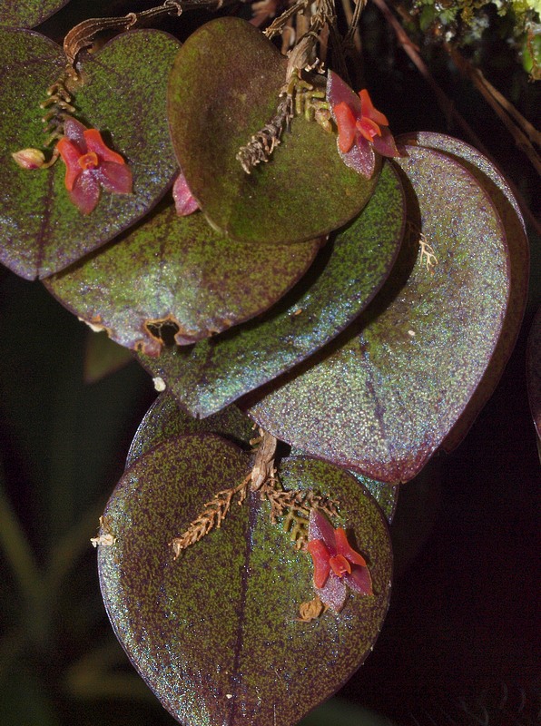 Lepanthes ruscifolia  04812