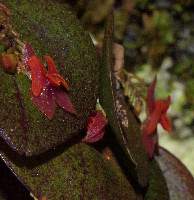 Lepanthes ruscifolia  05213