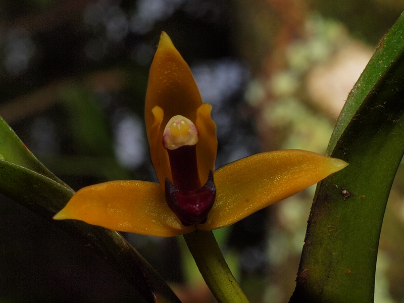 Maxillaria superflua 05214