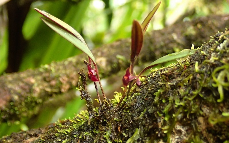 ces derniers jours en guyane...2...le s orchidees 07411