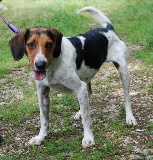 Happy, mâle croisé beagle/ariegois né en 2012, SPA Oyonnax (01) Happy710