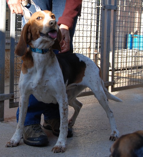 Lisa, femelle croisée Beagle née en 2005, SPA Oyonnax (01) Miss210