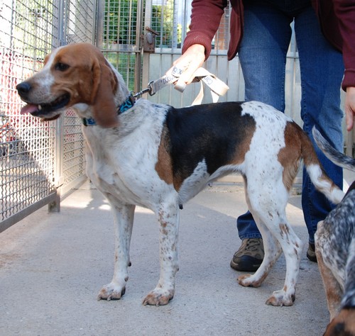 Lisa, femelle croisée Beagle née en 2005, SPA Oyonnax (01) Miss310