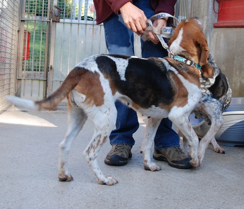 Lisa, femelle croisée Beagle née en 2005, SPA Oyonnax (01) Miss410