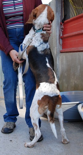 Lisa, femelle croisée Beagle née en 2005, SPA Oyonnax (01) Miss510