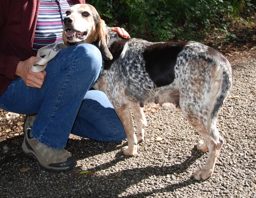 Mona, femelle croisée Beagle/Bleu de gascogne née en 2005, SPA Oyonnax (01) Mona510