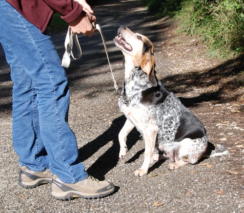 Mona, femelle croisée Beagle/Bleu de gascogne née en 2005, SPA Oyonnax (01) Mona610