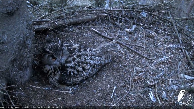 Eagle Owl cam Mocho_12