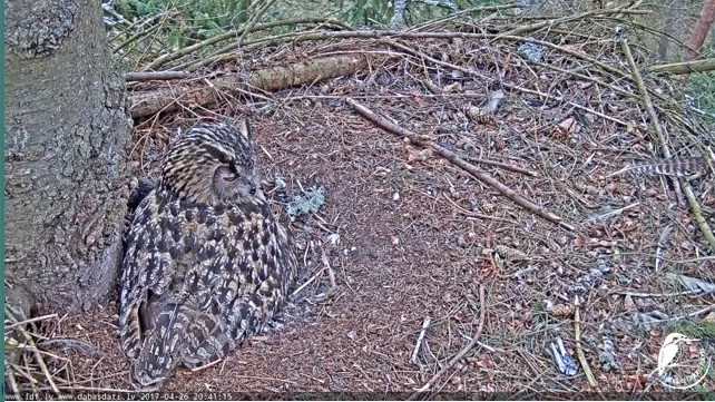 Eagle Owl cam Mocho_14