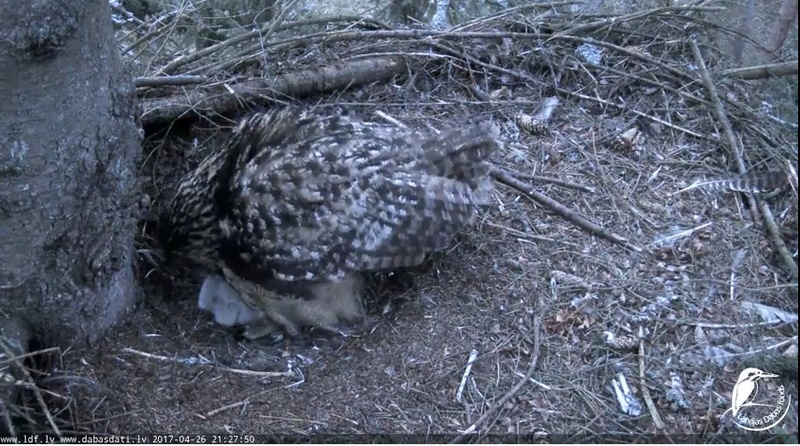 Eagle Owl cam Mocho_17