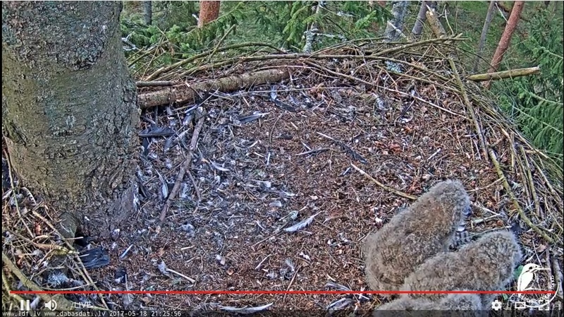 Eagle Owl cam Mocho_20