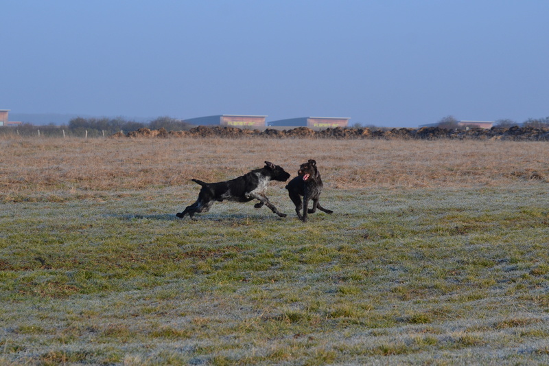 QUAND LE GEVAUDAN RENCONTRE LA LORRAINE Dsc_0123