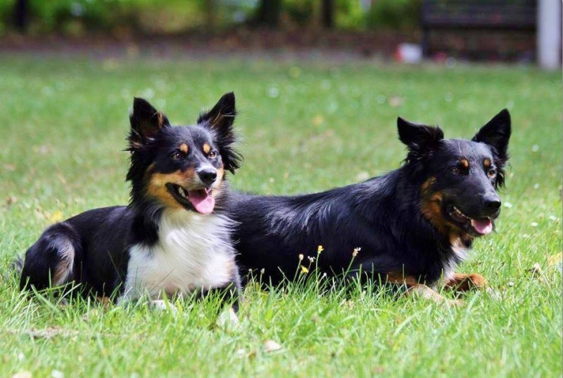 Choix d'un chiot destiné à l'agility - Page 3 53683810