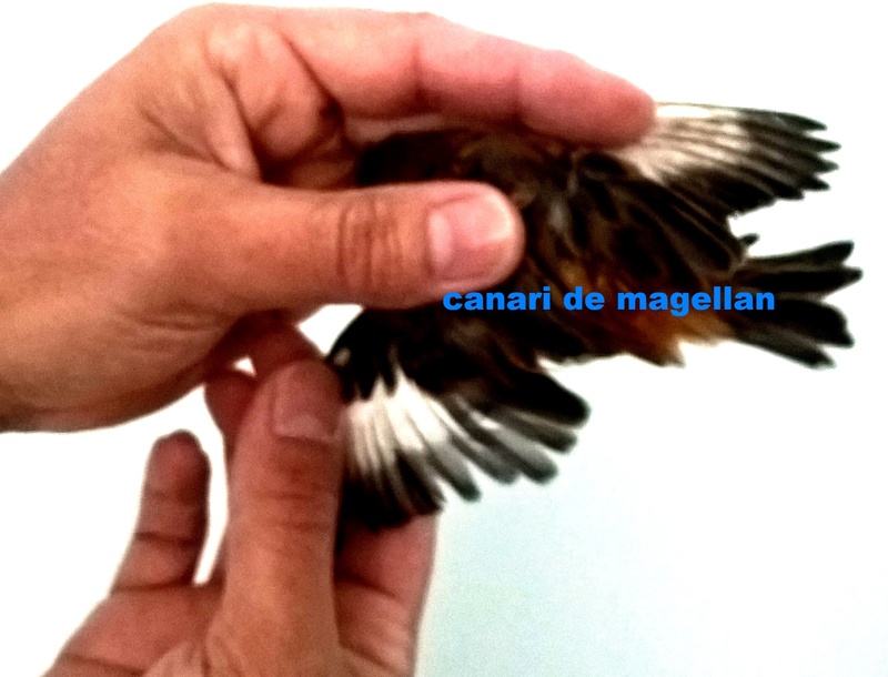 canari de magellan R4 de 2016 Canari11