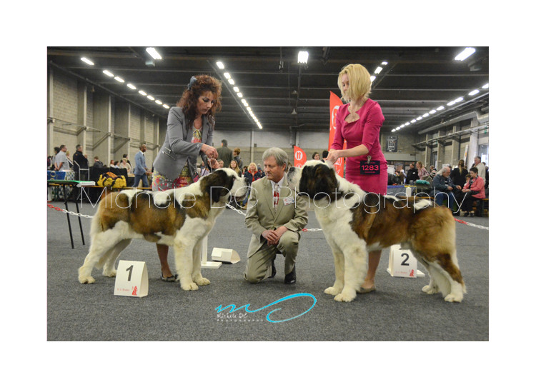 DOG SHOW ANTWERPEN, BELGIUM - 30/4/2017 Podium13