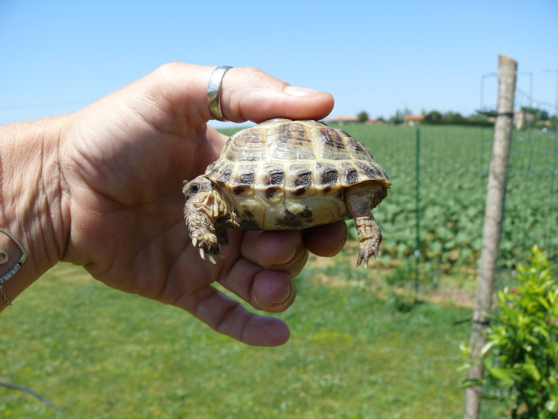 Tortue des steppes Agrionemys horsfieldii  P1060827