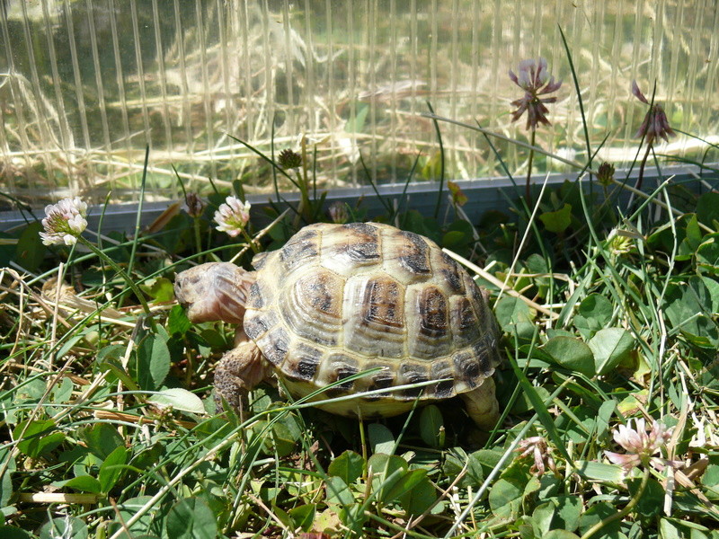 Tortue des steppes Agrionemys horsfieldii  P1060828