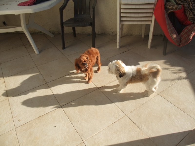 ADOPTE: chien de type Shih Tzu, 9 ans, en FA dans le 83 Baba1110