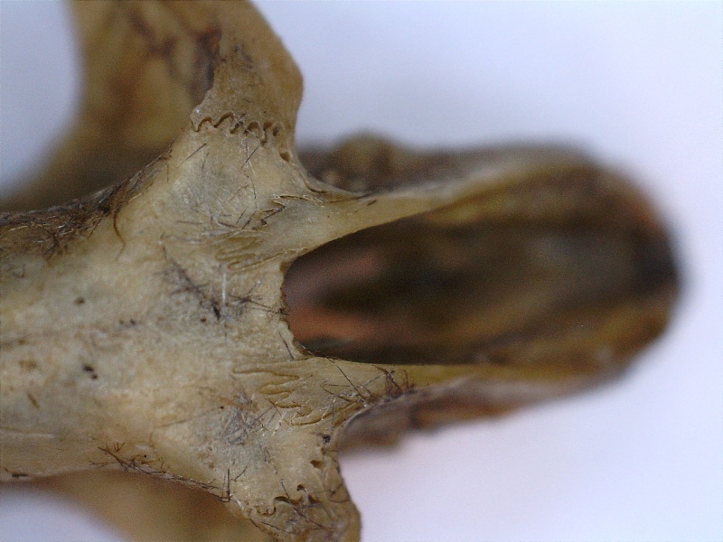 [Microtus agrestis, M. subterraneus & Crocidura russula] pelotte rejection analyse dentition 13121212