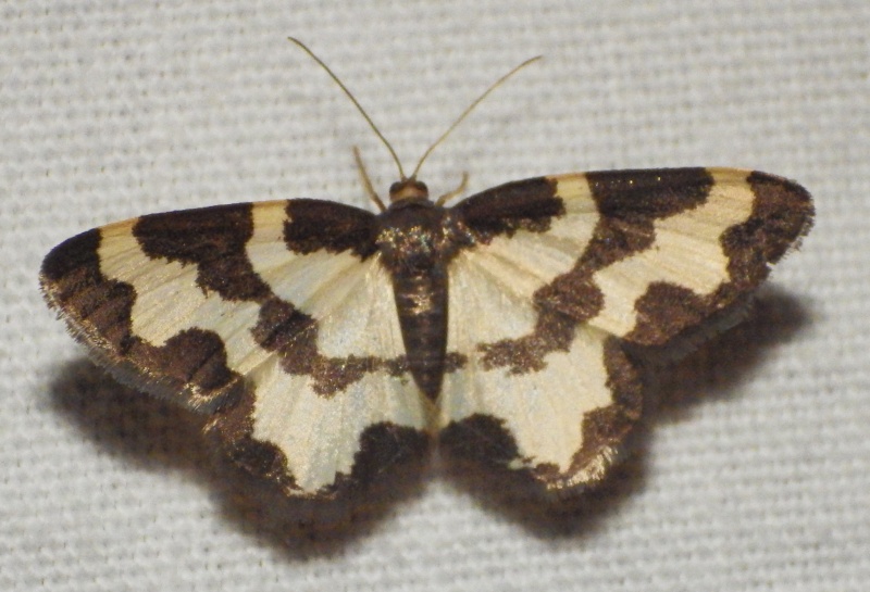 papillons de nuit GG (15 espèces) Bordur11
