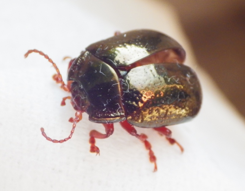 [Chrysolina bankii] Chrysolina ID Chryso10