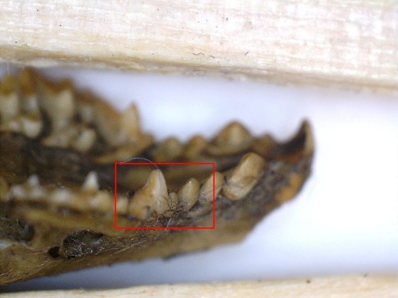 [Microtus agrestis, M. subterraneus & Crocidura russula] pelotte rejection analyse dentition Copie_10