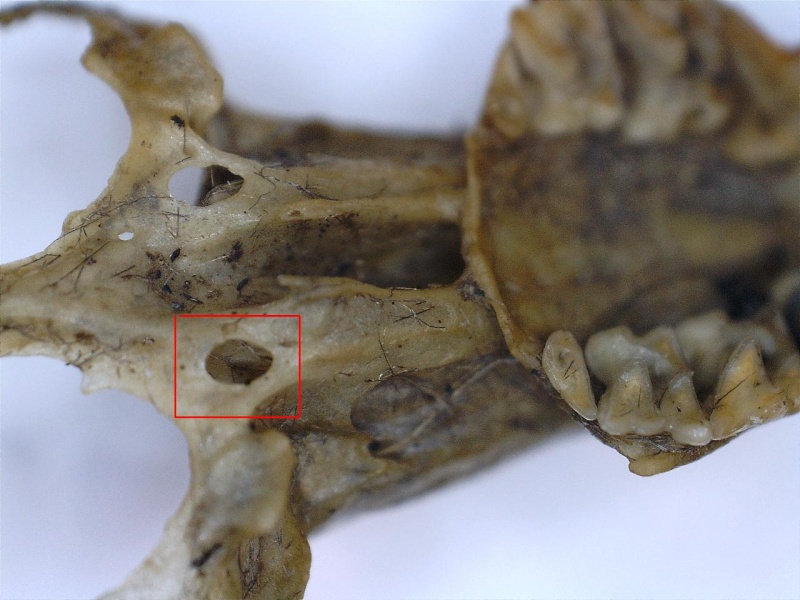 [Microtus agrestis, M. subterraneus & Crocidura russula] pelotte rejection analyse dentition Copie_11