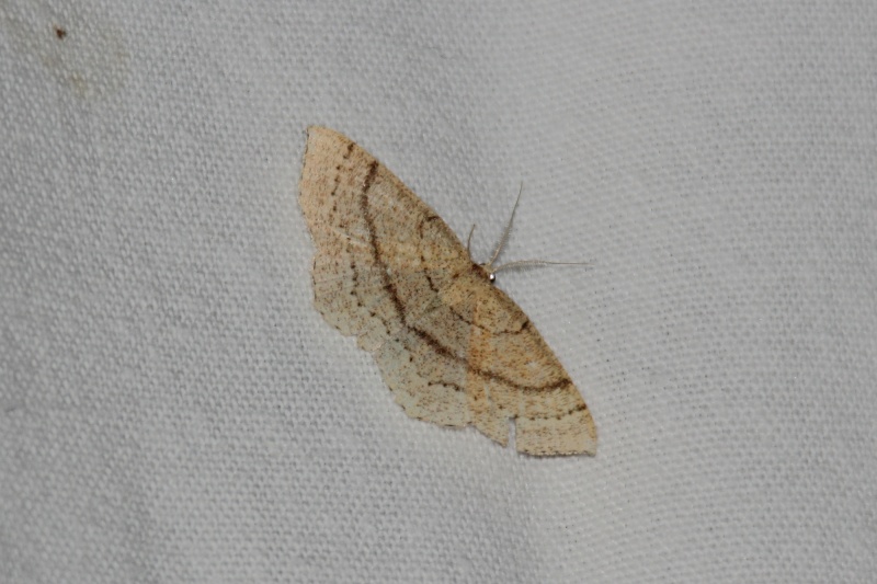 Cyclophora sp ID Cyclop10