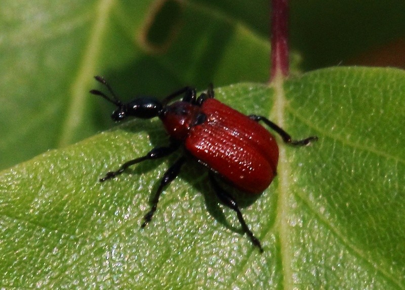Apoderus coryli Img_6011