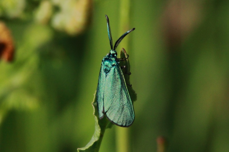 [Adscita statices] zygène Adscita sp Img_6411